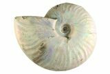 Silver Iridescent Ammonite (Cleoniceras) Fossil - Madagascar #345601-1